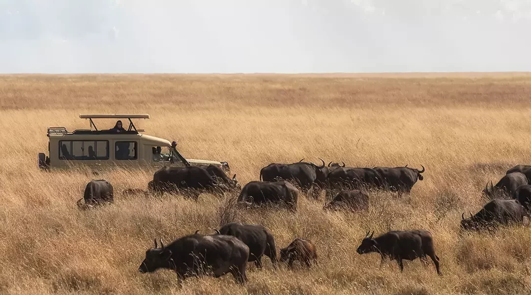 Deluxe safari en Tanzania