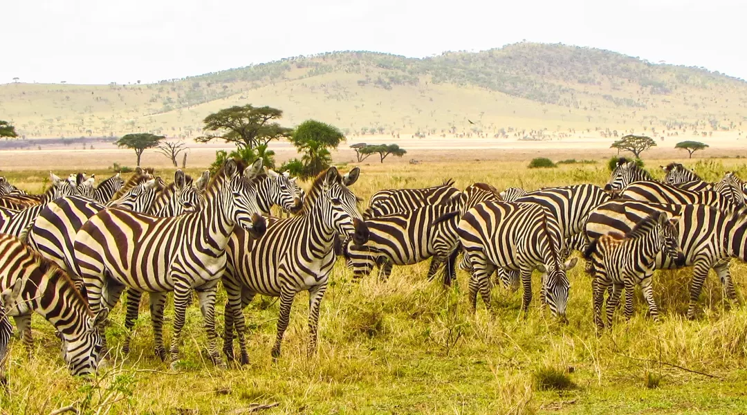 Lo Mejor de Kenia y Tanzania