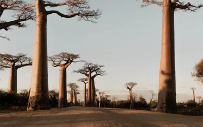 Madagascar: tsingys, lémures y baobabs