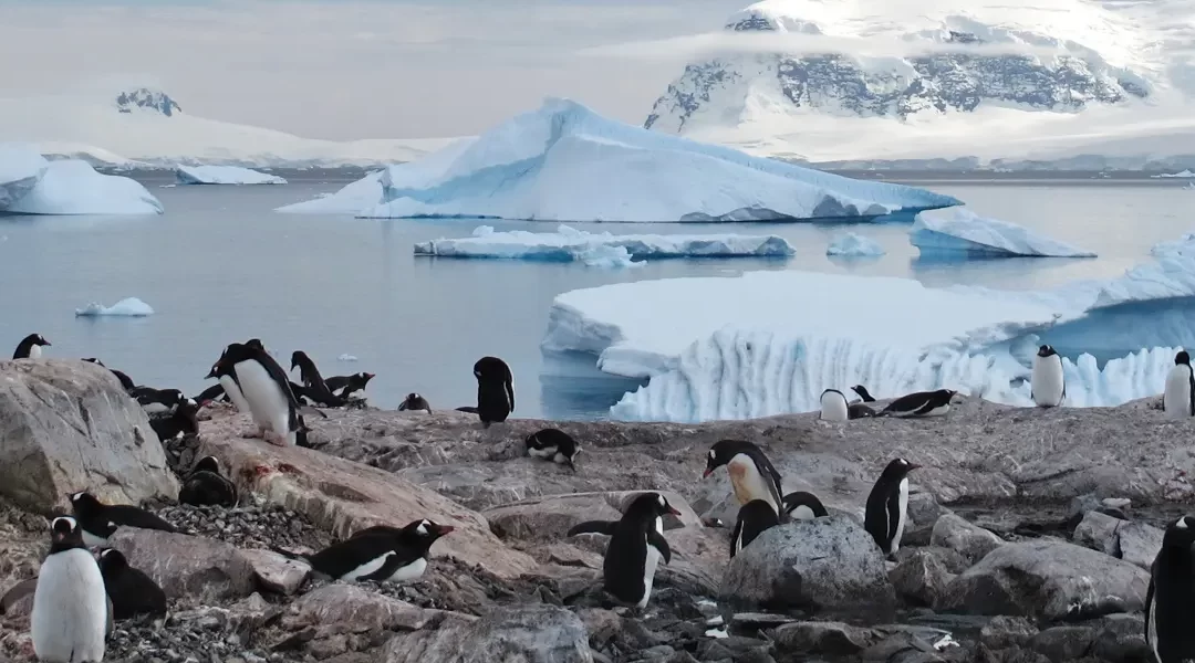Descubriendo la Antártida a bordo del Ushuaia