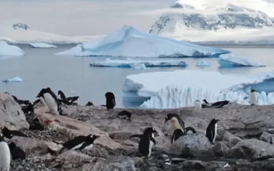 Descubriendo la Antártida a bordo del Ushuaia