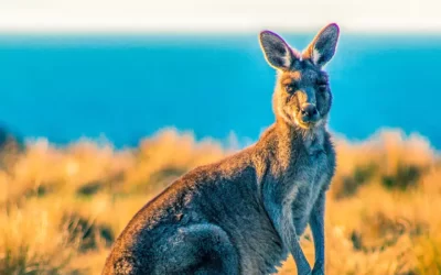 Australia con relax en Hamilton Island