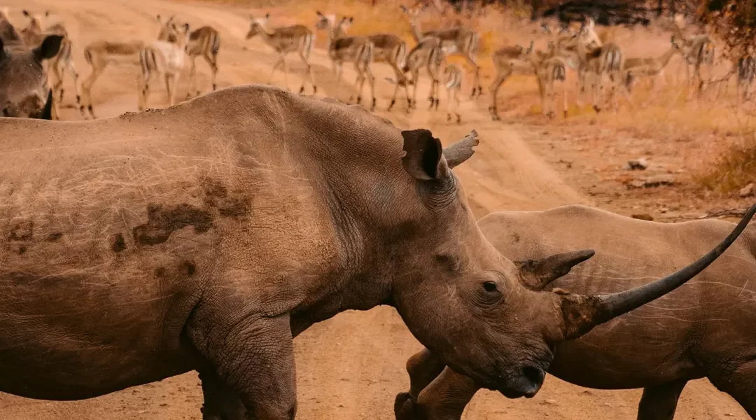 Descubriendo Sudáfrica