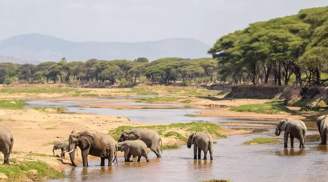 Parques del sur de Tanzania