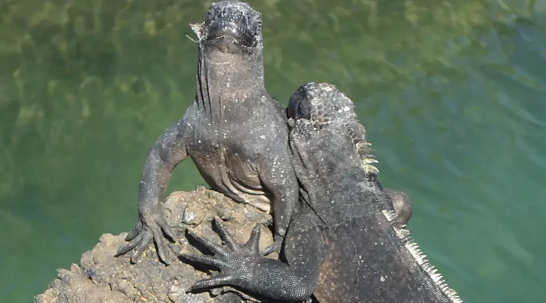 Encantos de las islas Galápagos