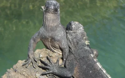 Encantos de las islas Galápagos