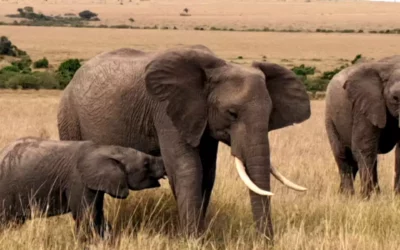 Safari en Kenia y relax en Zanzíbar