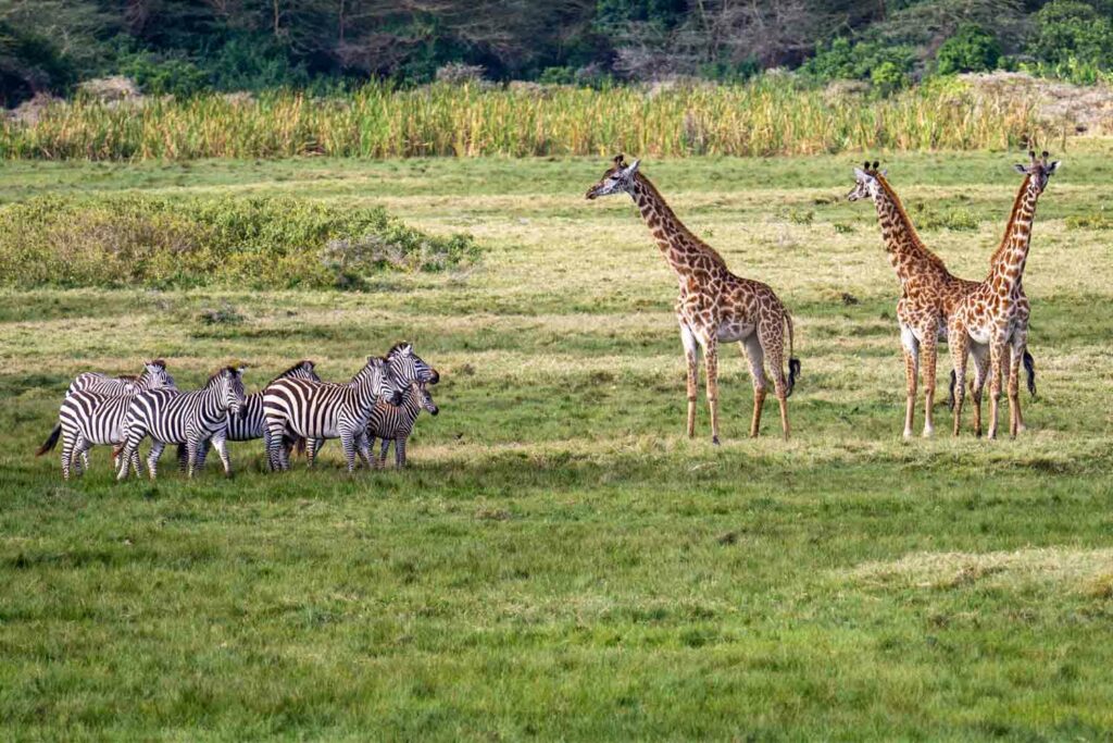 Animales en safari tanzania