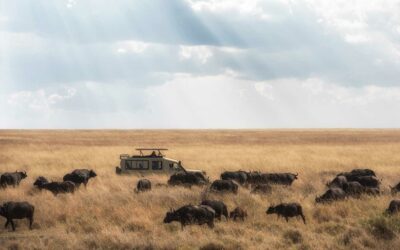 Safari en Tanzania, ¿Qué tesoros esconde?