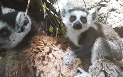 Descubriendo Madagascar