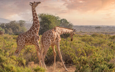Los mejores países para ir de safari: descubre la aventura en la naturaleza salvaje