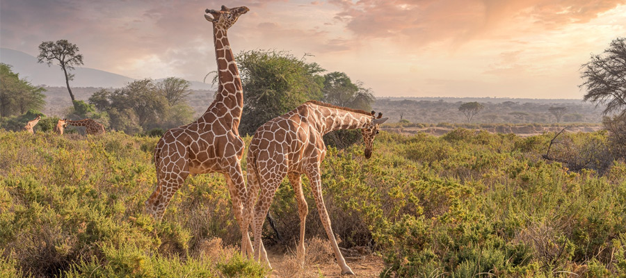 Los mejores países para ir de safari: descubre la aventura en la naturaleza salvaje