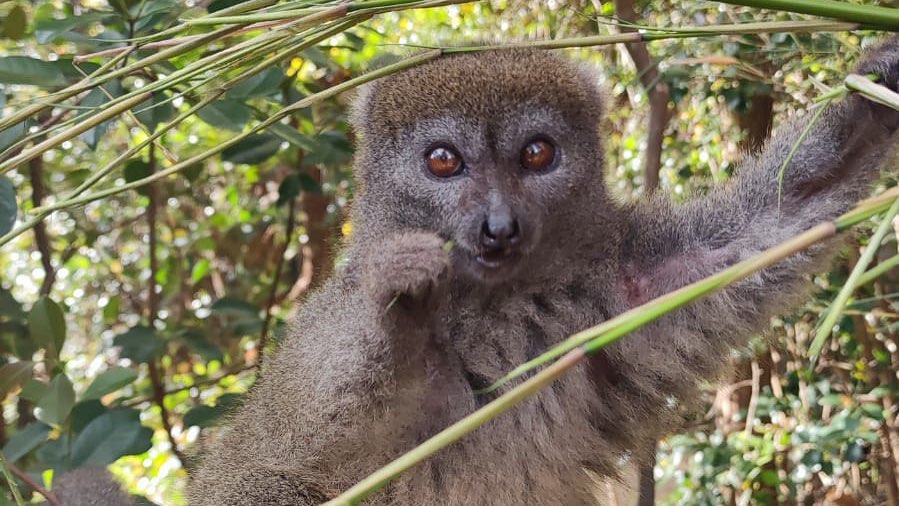 Madagascar_Jose Vicente Tomas_lemur