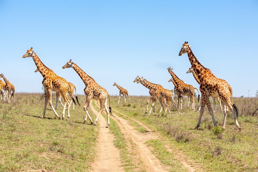 Safari Tanzania, áfrica destino viaje de lujo