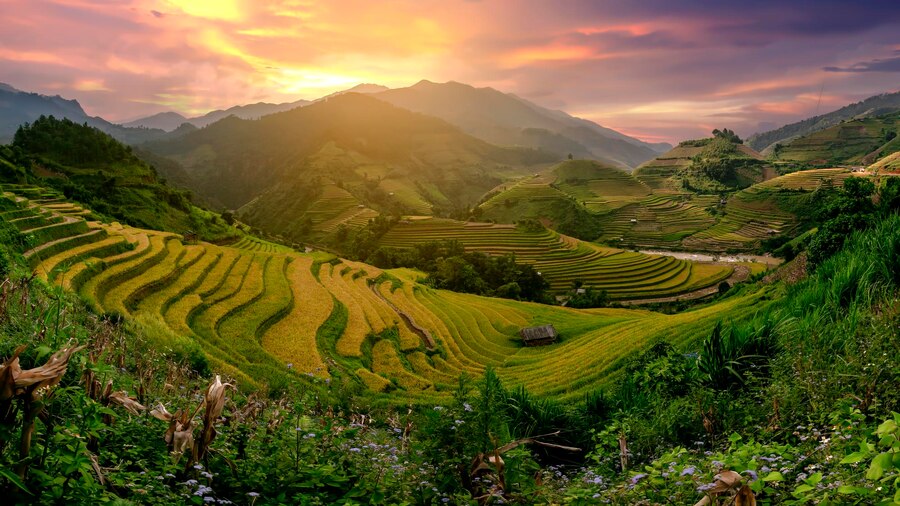 Campos de arroz de Vietnam