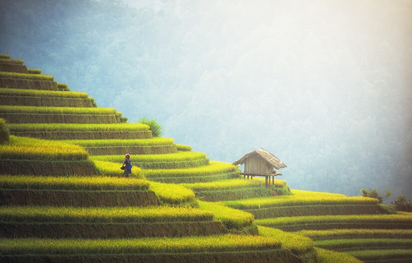 Campos de arroz de Vietnam en un viaje grupal