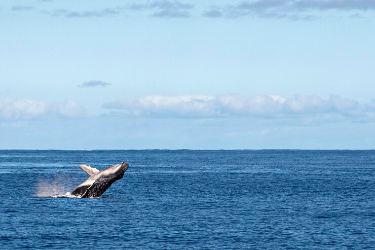 Avistamiento de ballenas en oceaná