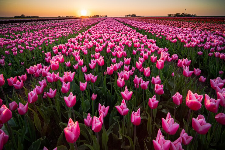 Campo de Tulipanes Holanda