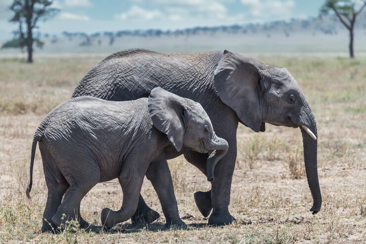 Elefantes en un safari en áfrica de luna de miel