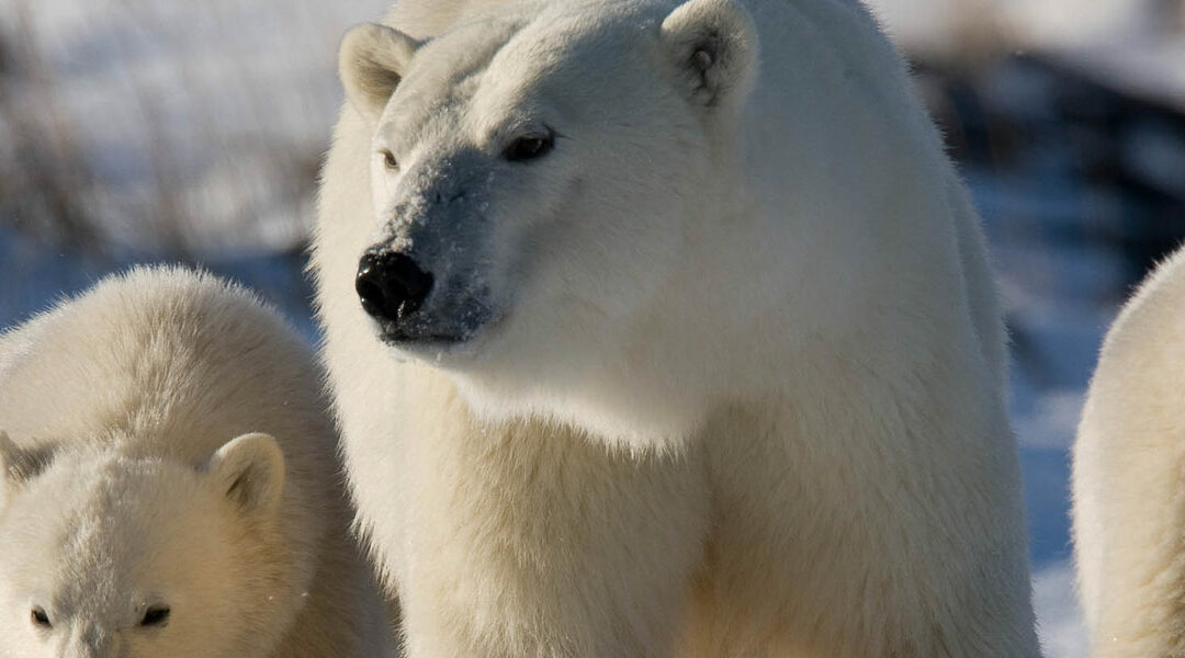 En busca del Oso Polar