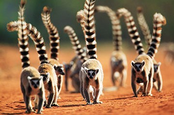 Madagascar: del rojo de los Tsingy al azul infinito