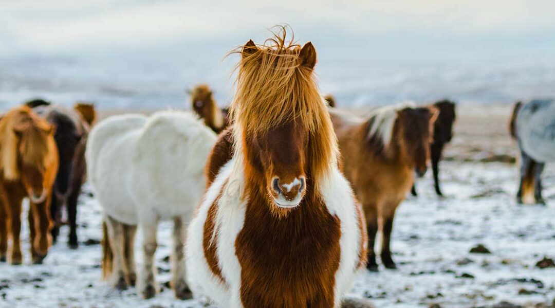 Islandia teñida de blanco – Nuevo
